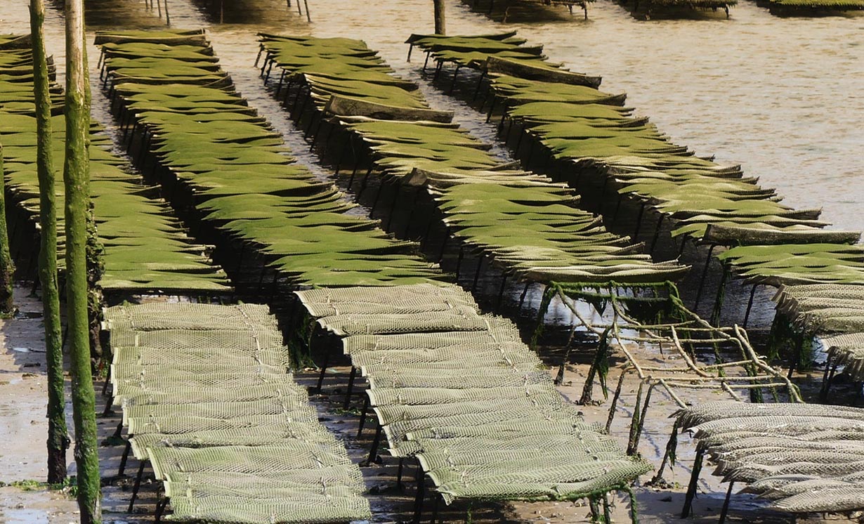 Vue aérienne des claires à huîtres dans les marais de Marennes-Oléron