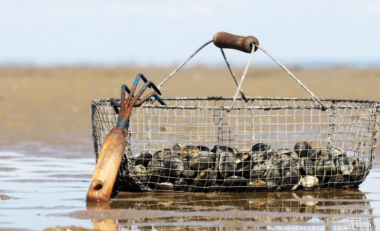Pêche à pied lors d'une grande marée en Charente-Maritime, estran découvert