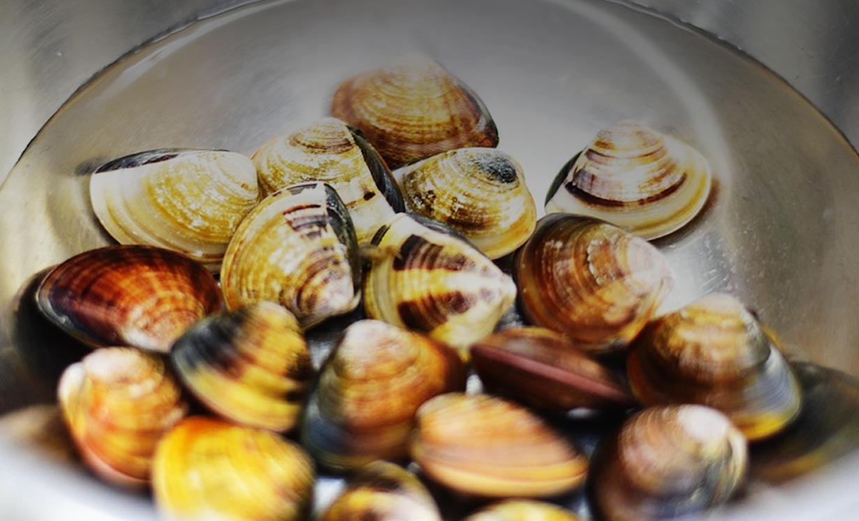 Pêche à pied lors d'une grande marée en Charente-Maritime, estran découvert
